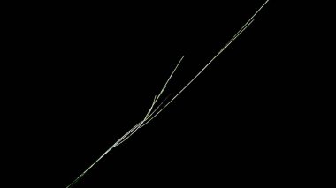 Fantezi kaotik renkli fraktal desen. Soyut Fraktal şekiller. 3D render resimde arka plan veya duvar kağıdı.