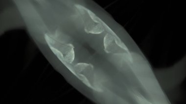 Fantezi kaotik renkli fraktal desen. Soyut Fraktal şekiller. 3D render resimde arka plan veya duvar kağıdı.