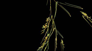 Fantezi kaotik renkli fraktal desen. Soyut Fraktal şekiller. 3D render resimde arka plan veya duvar kağıdı.