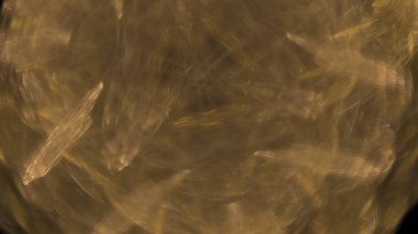 Fantezi kaotik renkli fraktal desen. Soyut Fraktal şekiller. 3D render resimde arka plan veya duvar kağıdı.