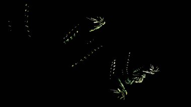 Fantezi kaotik renkli fraktal desen. Soyut Fraktal şekiller. 3D render resimde arka plan veya duvar kağıdı.