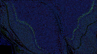 Fantezi kaotik renkli fraktal desen. Soyut Fraktal şekiller. 3D render resimde arka plan veya duvar kağıdı