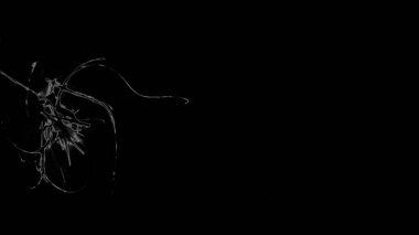 Fantezi kaotik renkli fraktal desen. Soyut Fraktal şekiller. 3D render resimde arka plan veya duvar kağıdı