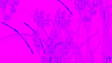 Fantezi kaotik renkli fraktal desen. Soyut Fraktal şekiller. 3D render resimde arka plan veya duvar kağıdı