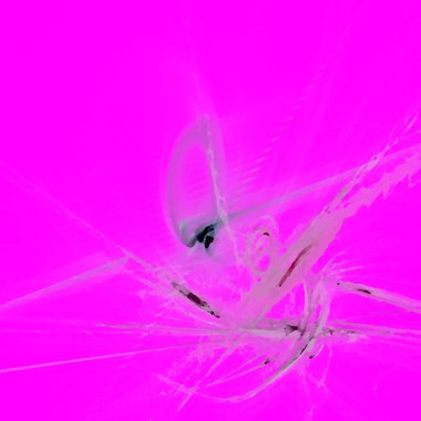 Fantezi kaotik renkli fraktal desen. Soyut Fraktal şekiller. 3D render resimde arka plan veya duvar kağıdı