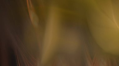 Fantezi kaotik renkli fraktal desen. Soyut Fraktal şekiller. 3D render resimde arka plan veya duvar kağıdı