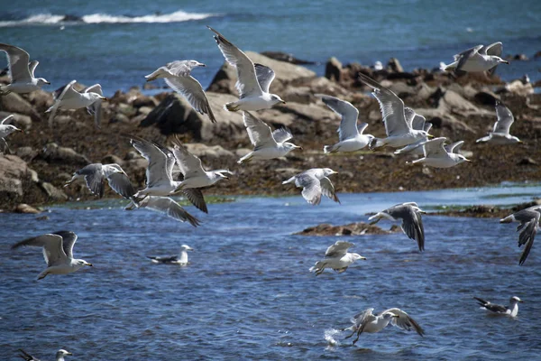 birds on the coast of the Sea of Okhotsk