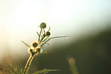 gün batımı çiçekler