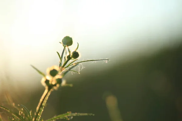 落日中的花朵 — 图库照片