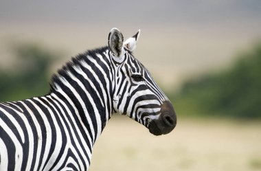 Afrika düzlüklerinde Zebra 'nın Portresi.