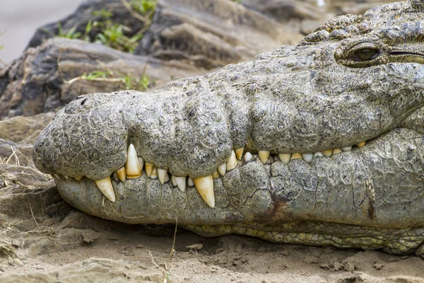 Nile crocodile head and sharp teeth near the river.