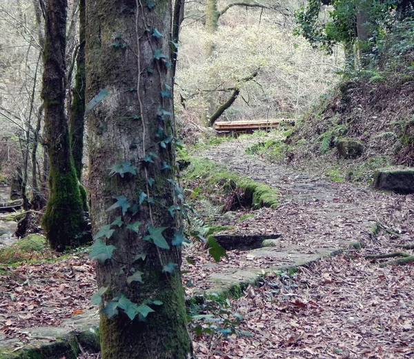 Ormanın içinden geçen yol 