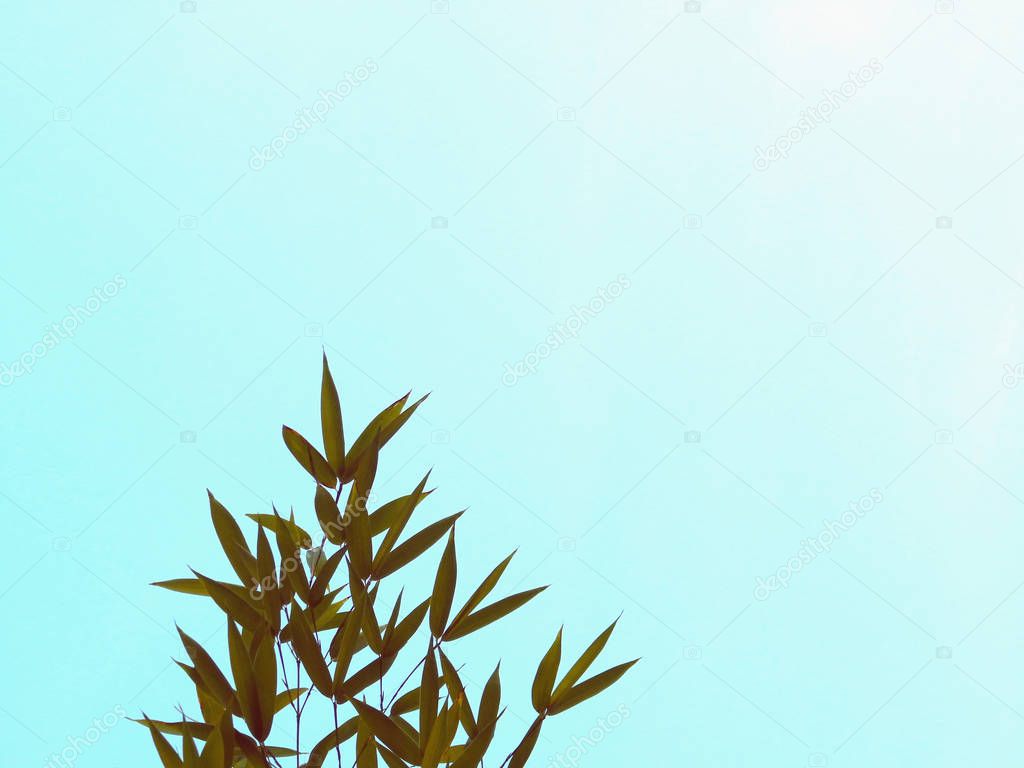 bamboo branch isolated on white background