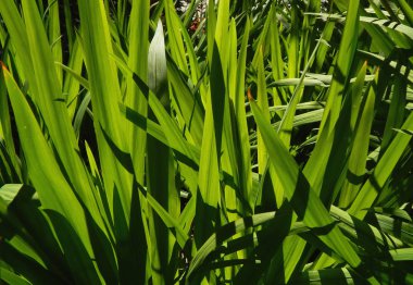 closeup görünümü parlak ve gölgeler ile güneşli gün ışığı alan yeşil çimen
