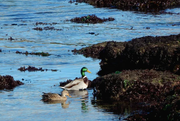 couple of ducks swimming in the sea going to the rocks