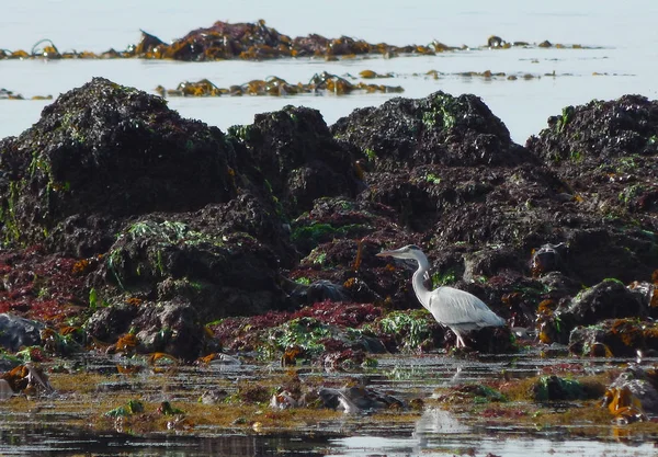 Garza Orilla Del Mar Ardea Cinerea — Foto de Stock