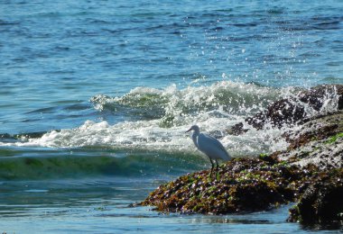 kayalar egretta garzetta üzerinde küçük ak balıkçıl