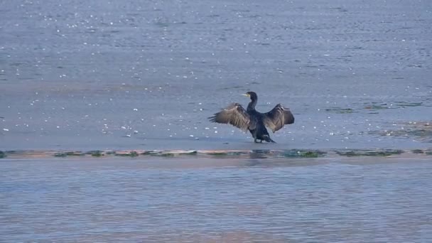 Storskarv Promenader Och Skakar Sina Fjädrar Stranden Spanien Europa — Stockvideo