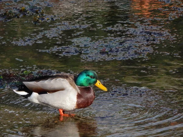 Pato Mallard Orilla Del Mar Iluminado Con Luz Natural Brillante — Foto de Stock