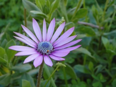Güzel çiçek doğal gün ışığı alan Görünümü Kapat