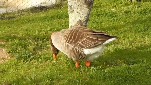 Goose Anseris Aequis Питающийся Зеленой Травой Парке Естественным Солнечным Светом — стоковое видео