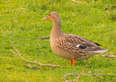 Duck standing on the green grass in a park clipart