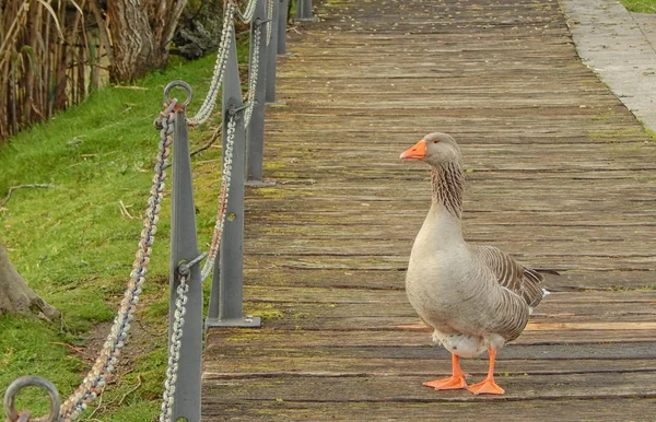 Ganso Anseris Aequabis Pie Paseo Madera Aire Libre — Foto de Stock