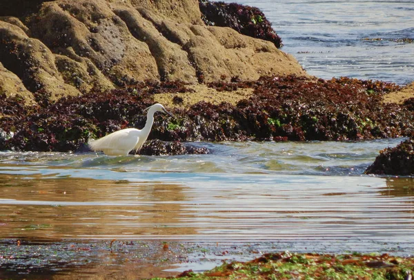 Pequeña Garza Pescando Mar Entre Rocas Día Soleado — Foto de Stock