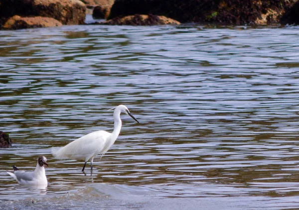 Πουλί Egret Κοιτάζοντας Θάλασσα Ψάχνει Για Ψάρια — Φωτογραφία Αρχείου