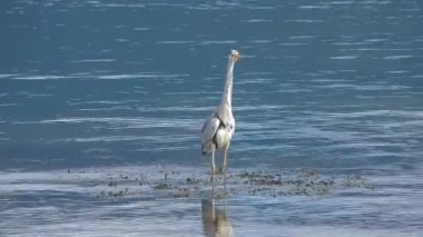 Heron ardea cinenera denizdeki bir kayanın üzerinde sakin bir denizle İspanya 'da hafif dalgalara bakar.