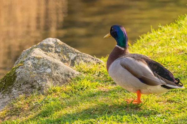 Pato Hierba Mira Río Día Soleado — Foto de Stock