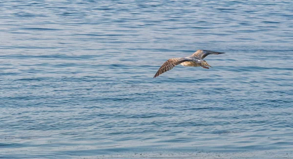 Möwe fliegt über See — Stockfoto