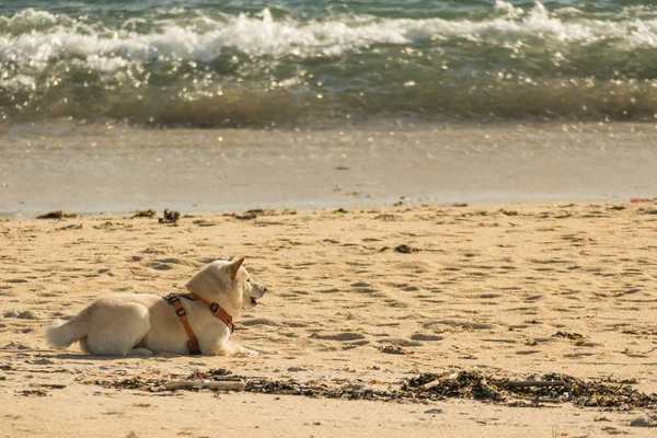 Koira rannalla. siba inu — kuvapankkivalokuva