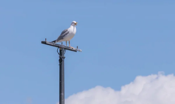 Seagull perched squawking with sky background — Stock Photo, Image