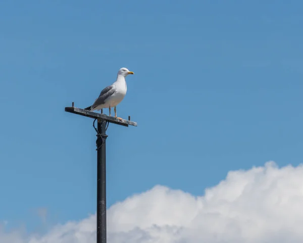 Seagull perched and sky and cloud background — Stock Photo, Image