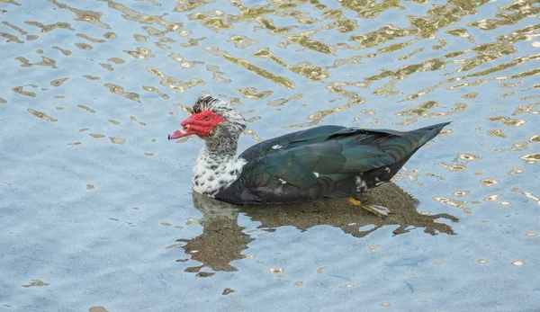 Ente Cairina moschata schwimmt — Stockfoto