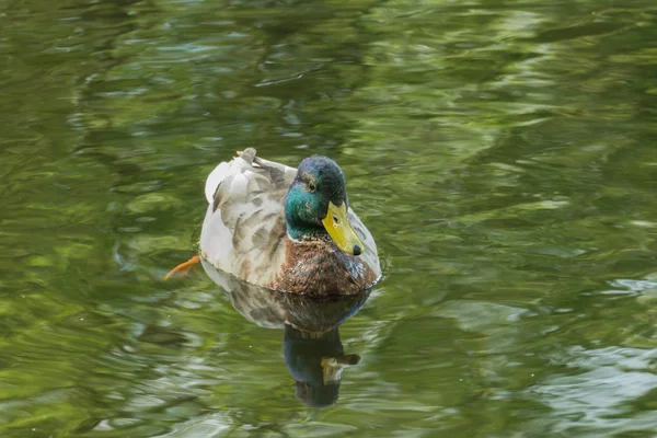 Ánade real de pato en un lago — Foto de Stock