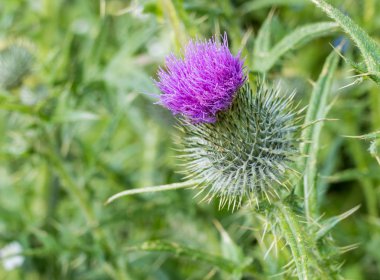 Cardoon bitki veya Cynara cardunculus