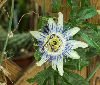 passiflora caerulea tutku çiçek