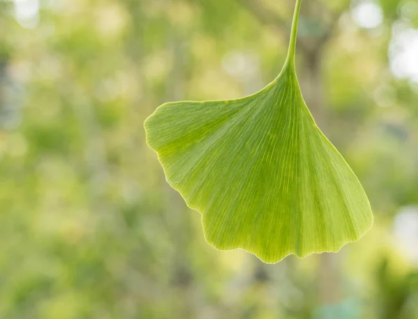 ginkgo biloba leaf maidenhair tree