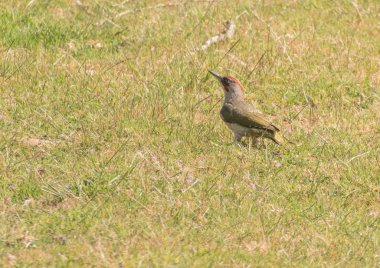 kuş İber ağaçkakanı picus sharpei