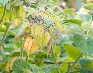 pelerin bektaşi üzümü bitki Physalis peruviana