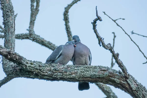 ハトのカップル — ストック写真