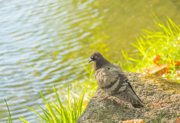 Dove on the bank of a river outdoor — Stock Photo, Image