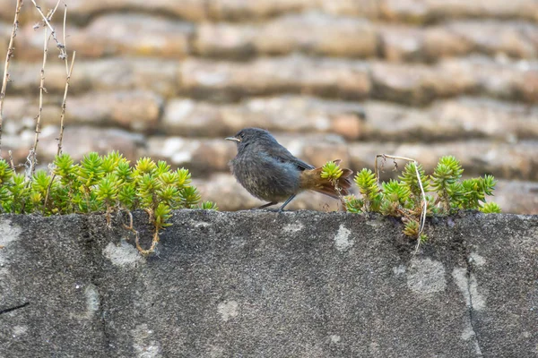 Pássaro preto redstart phoenicurus ochruros — Fotografia de Stock