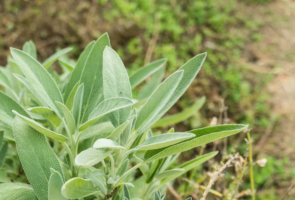 Sage leaves outdoors — Stock Photo, Image