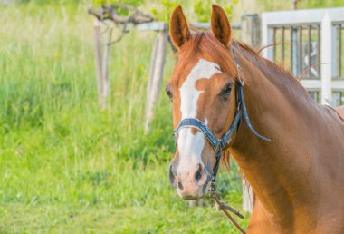 Tarlada yeşil otlarla çevrili at.