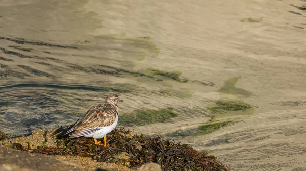 Flautista de arena en la orilla del mar scolopacidae calidris — Foto de Stock