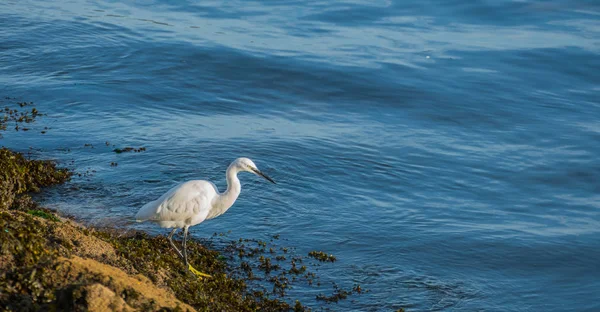 Egret στα βράχια egretta garzetta — Φωτογραφία Αρχείου