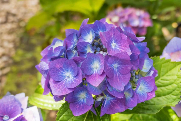 closeup view flowers hydrangea hortensia plant with daylight